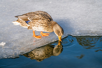 Mallard duck drinking cold water from pond in winter