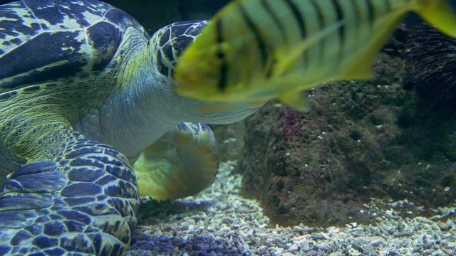 Green sea turtle eating gravel