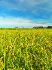 夏の実りの田圃風景