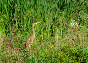 Purpurreiher am Ufer vor Schilf