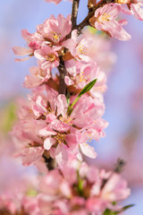 The blossoming spring bush with flowers of pink color. Plentiful seasonal blossoming. Flower background