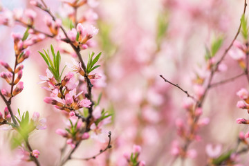 The blossoming spring bush with flowers of pink color. Plentiful seasonal blossoming. Flower background