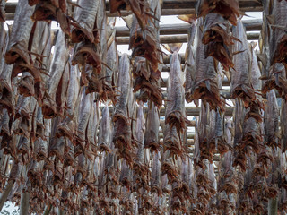 Cod fish hanfing on the rack for drying