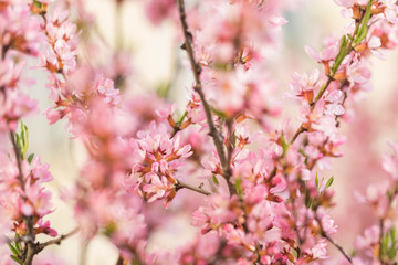 The blossoming spring bush with flowers of pink color. Plentiful seasonal blossoming. Flower background