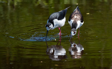 Birds in water