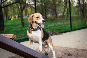 Cute female beagle dog on a training ground at spring time.