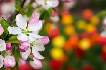 Apple blossom in the garden, spring concept. White and pink flowers on the tree, on the background of bright red and yellow tulips.