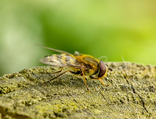 Wild honey bee at rest. Macro