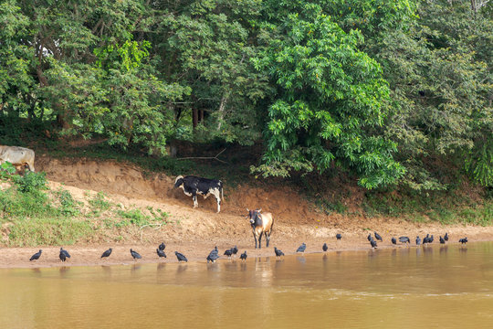 Gado leiteiro e urubus em beira do rio Pomba, no município de Guarani, Minas Gerais, Brasil