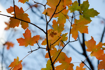 Orange Fall Autumn Leaves
