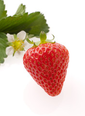 イチゴ　スタジオ撮影　