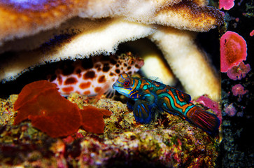 Green Mandarin Goby fish - (Synchiropus splendidus) 
