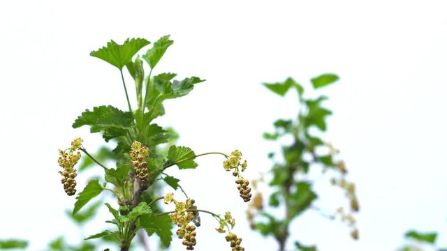 Blackcurrant field. Blackcurrant is planted in rows. Black currant is in the period of flowering.