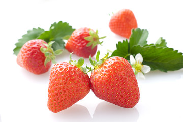 イチゴ　スタジオ撮影　