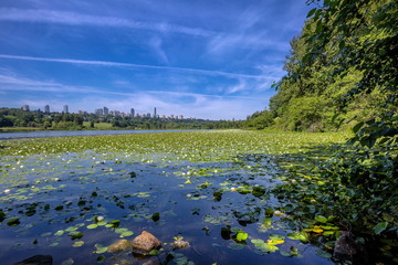 Deer Lake Park and Metrotown - Burnaby, BC  forest lake covered with water lilies, the forest and the city is visible on the horizon, Vancouver, British Columbia, Canada
