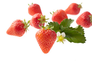 イチゴ　スタジオ撮影　