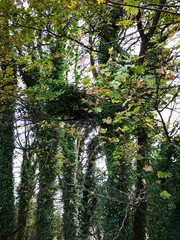 Enchanted forest