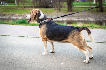 Woman is training her cute female beagle dog on nature background.