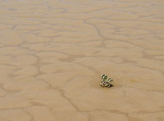Abandoned and sinking childs stroller or pushchair in sandy mud of riverbank