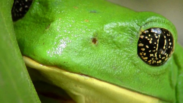 Leaf frog (Pachymedusa dacnicolor) with golden eyes