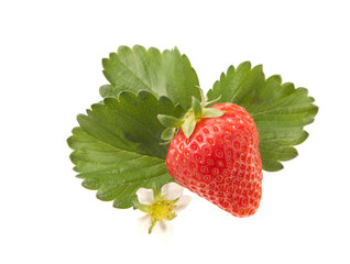 イチゴ　スタジオ撮影