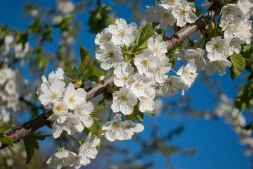 Beautiful white sakura flowers on tree, spring