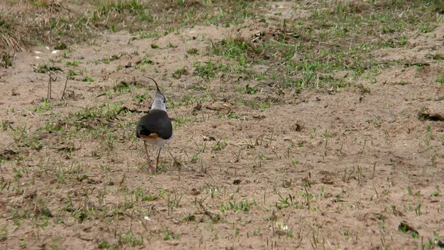Runaway Sandman in the field. Wild Bird - close shot.