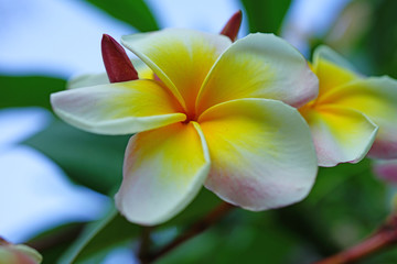 Fragrant blossom of white and pink frangipani flowers, also called plumeria and melia