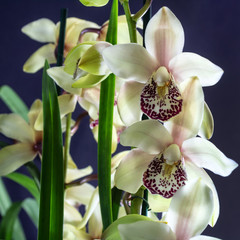 Cymbidium orchid on dark background. Tropical orchid in full bloom with copy space.