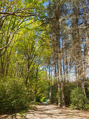 path in the forest