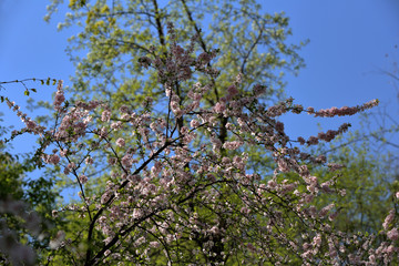 Picturesque sakura bloom. Blossoming Japanese cherry tree