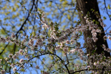 Picturesque sakura bloom. Blossoming Japanese cherry tree