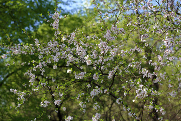 Fototapeta na wymiar Picturesque sakura bloom. Blossoming Japanese cherry tree