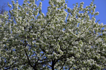Picturesque sakura bloom. Blossoming Japanese cherry tree