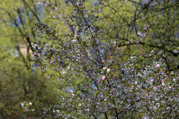 Picturesque sakura bloom. Blossoming Japanese cherry tree