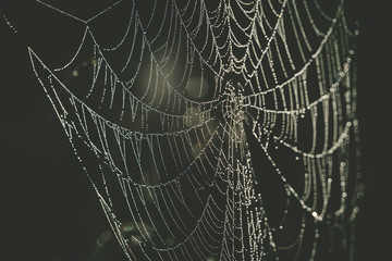 Spider web with dew drops extreme closeup on blurred background