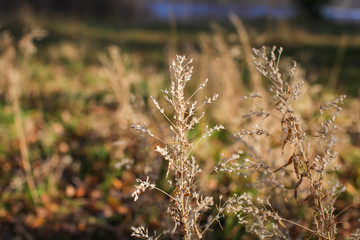 Close up some autumn dry brown grass in the field. selective focus, concept of changing seasons.