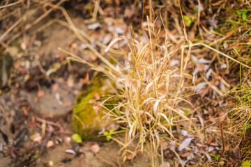 Close up some autumn dry brown grass in the field. selective focus, concept of changing seasons.