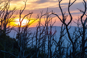 Bare tree trunks silhouettes against sunset