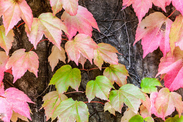 Pink fall leafs covering concrete wall