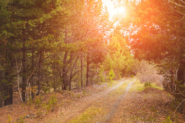 Autumn forest scenery with rays of warm light illumining the gold foliage and a footpath leading into the scene