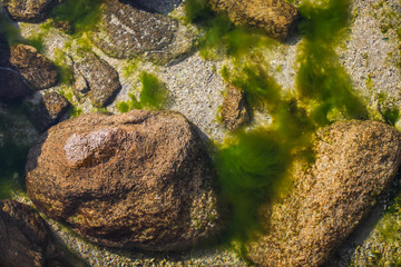 top view of sea shore with stones and Green algae Tina in water. bright natural background