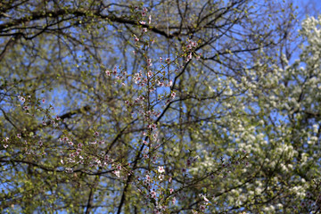 Picturesque sakura bloom. Blossoming Japanese cherry tree