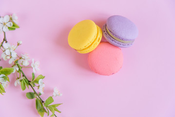 Delicious violet and yellow macarons and blooming branch on pink background.