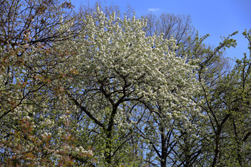 Picturesque sakura bloom. Blossoming Japanese cherry tree