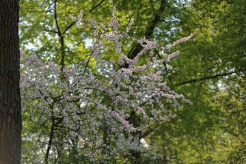 Picturesque sakura bloom. Blossoming Japanese cherry tree