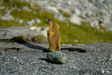 CLOSE UP: Cute brown hedgehog stands on its hind legs and looks around Dolomites