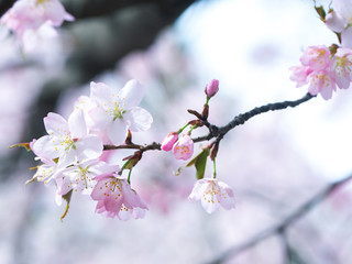 flowering tree in spring garden