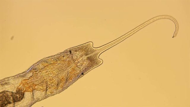 worm of the family Naididae under a microscope, Stylaria lacustris view, low-nebula Oligochaeta worm, pond dweller, diverse life in colors, 4K