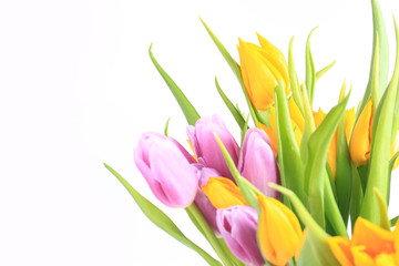 bouquet of multicolored tulips isolated on white background.